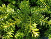 Taxus cuspidata 'Aurescens'